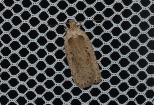 Réf. 270 888 : Agonopterix yeatiana